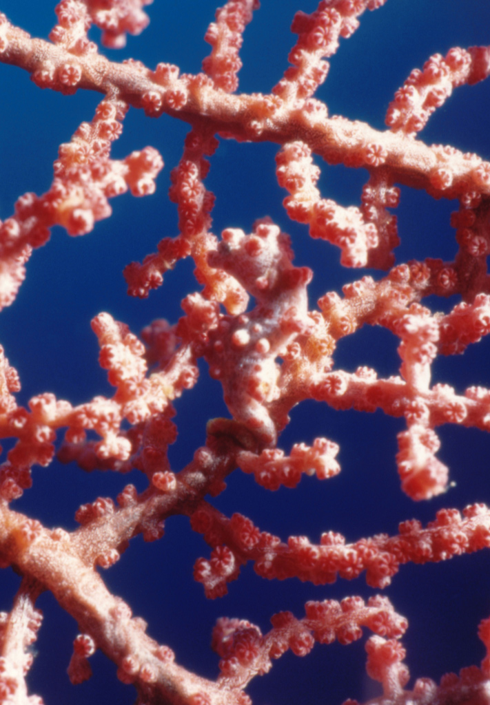 Cavalluccio marino pigmeo