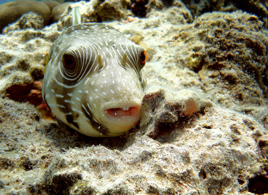 Uno dei tanti Pesci palla...