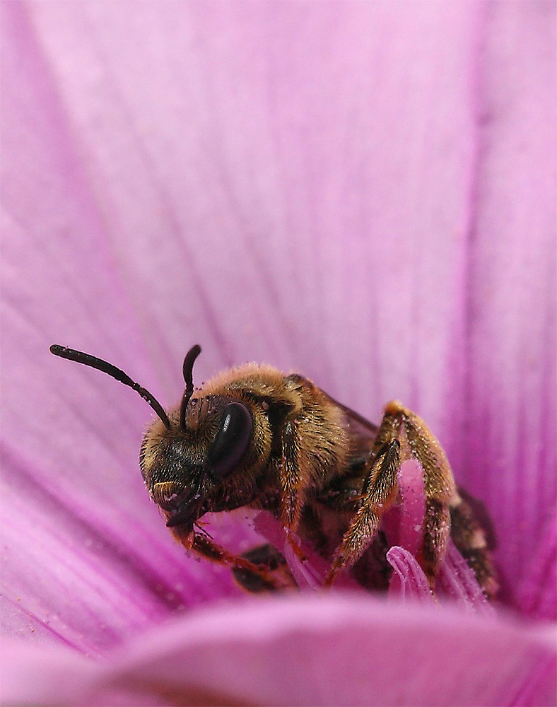 ...La Timidezza...!!!