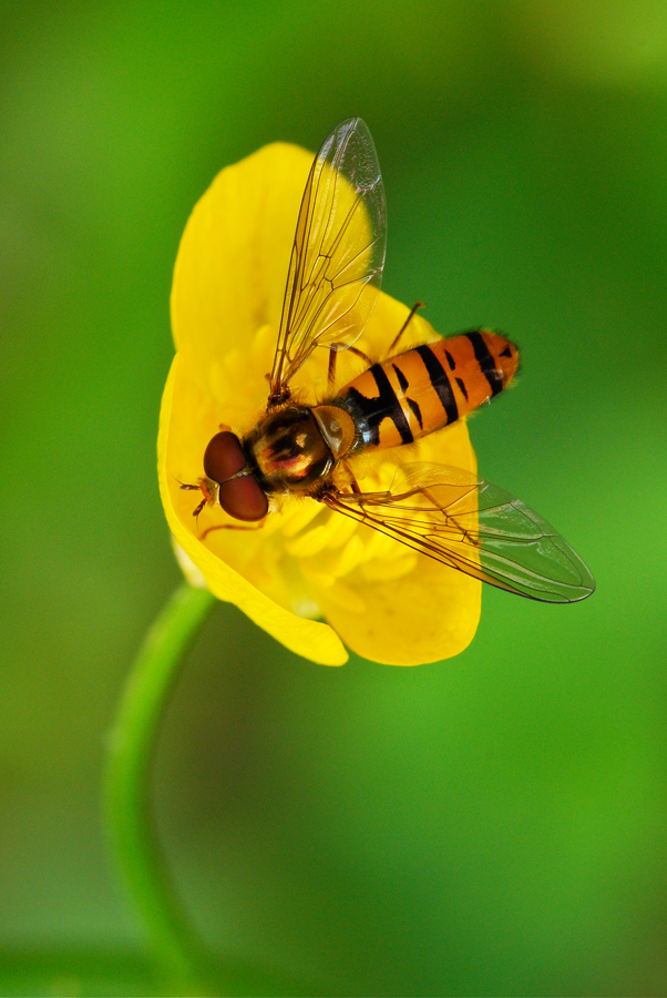 Sirfide su fiore giallo
