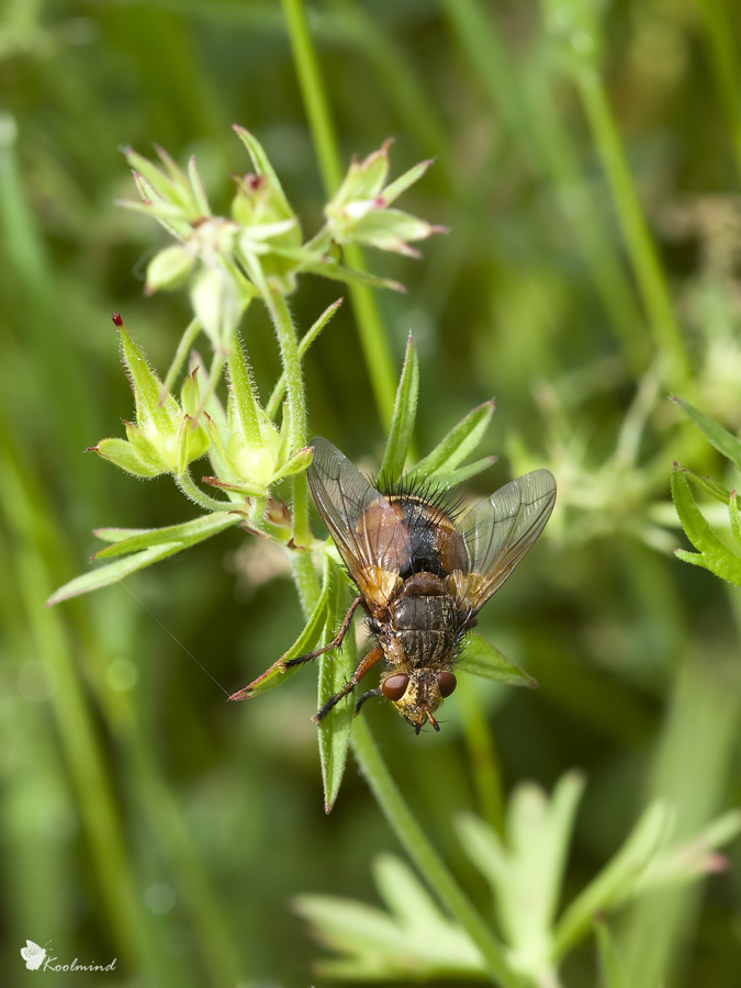 Dittero in technicolor