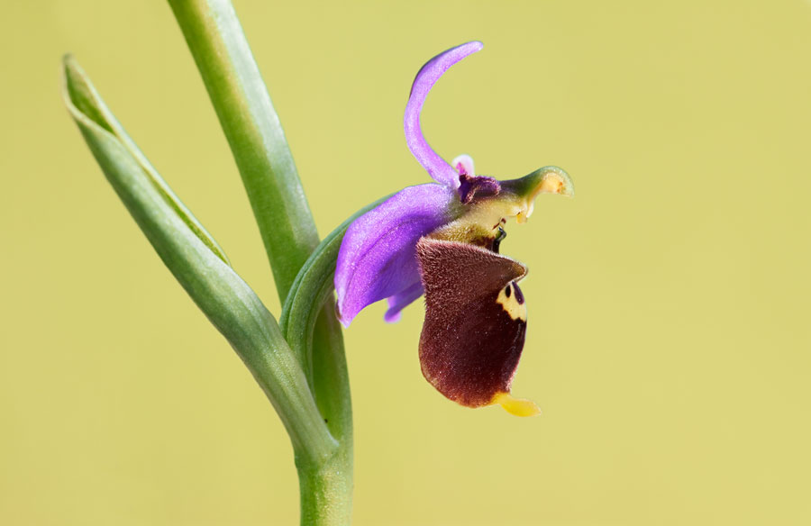Ophrys