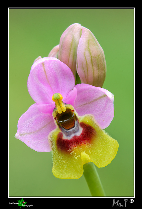 ...Ophrys tenthredinifera...