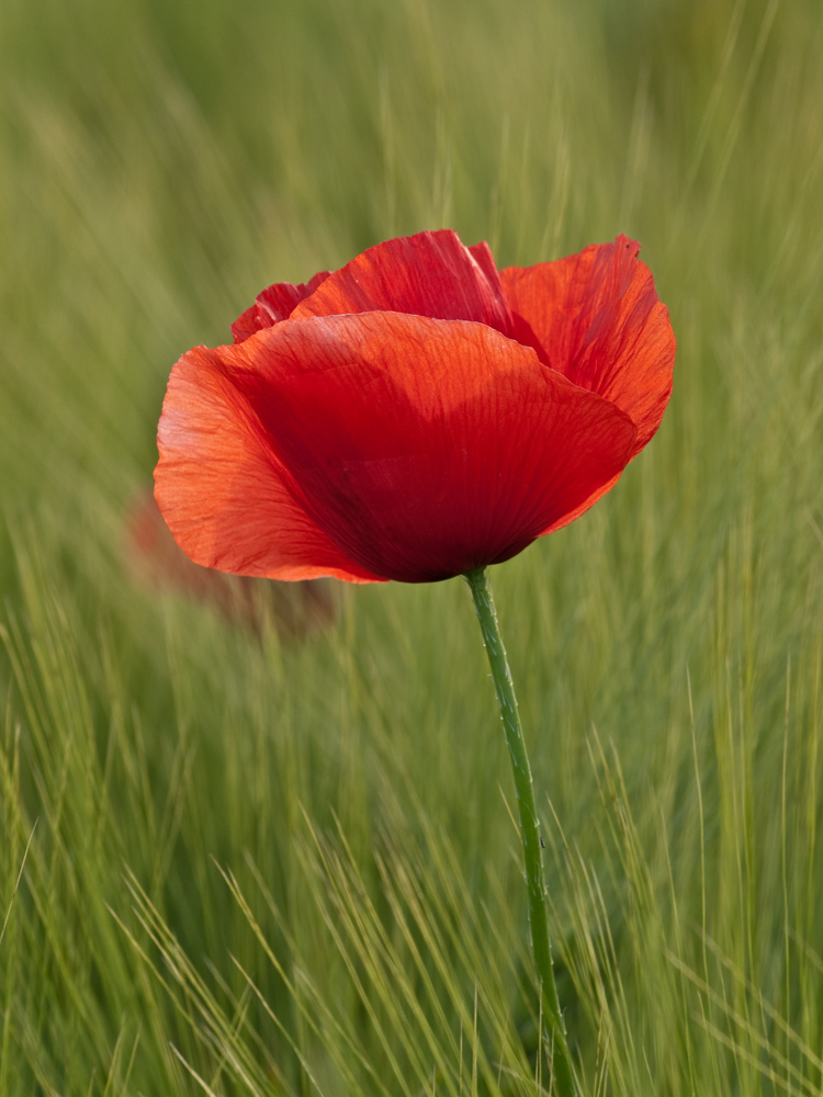 Forse banale ma sempre bello