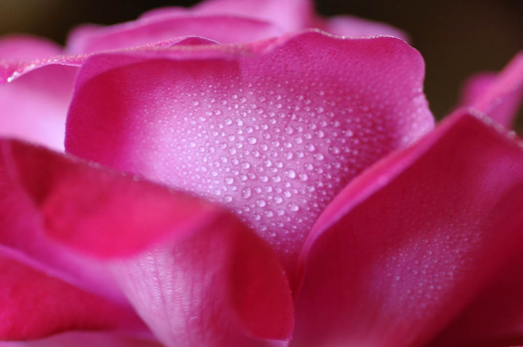 Petali di rugiada...4