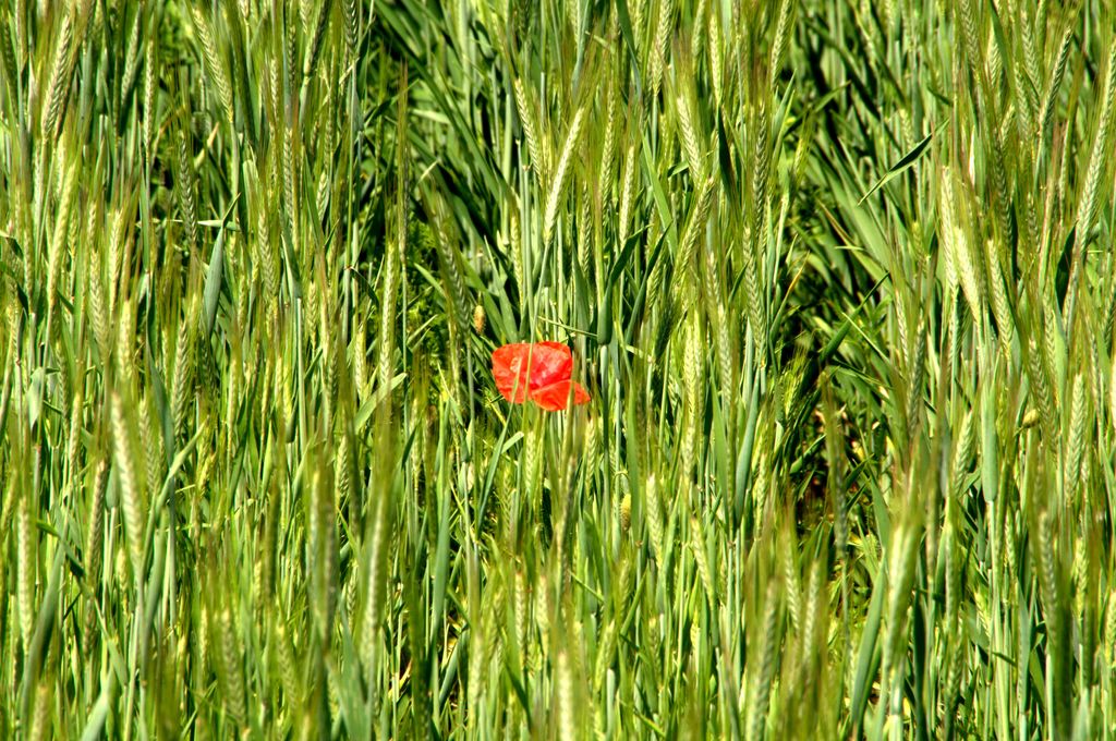 Un papavero