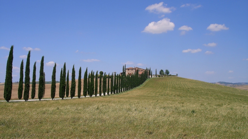 cipressi toscani