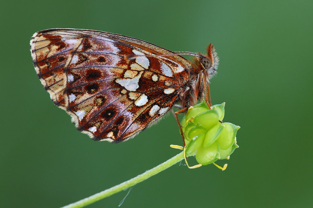 Boloria clossiana
