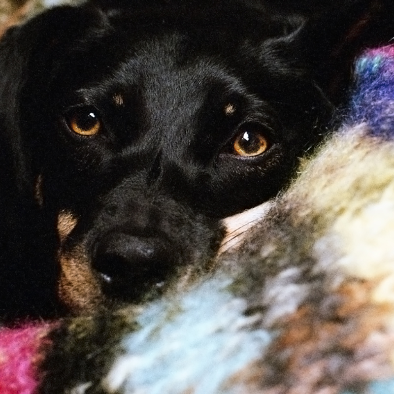 cippe in technicolor