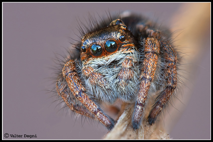 Romanzo con salticida (+backstage)