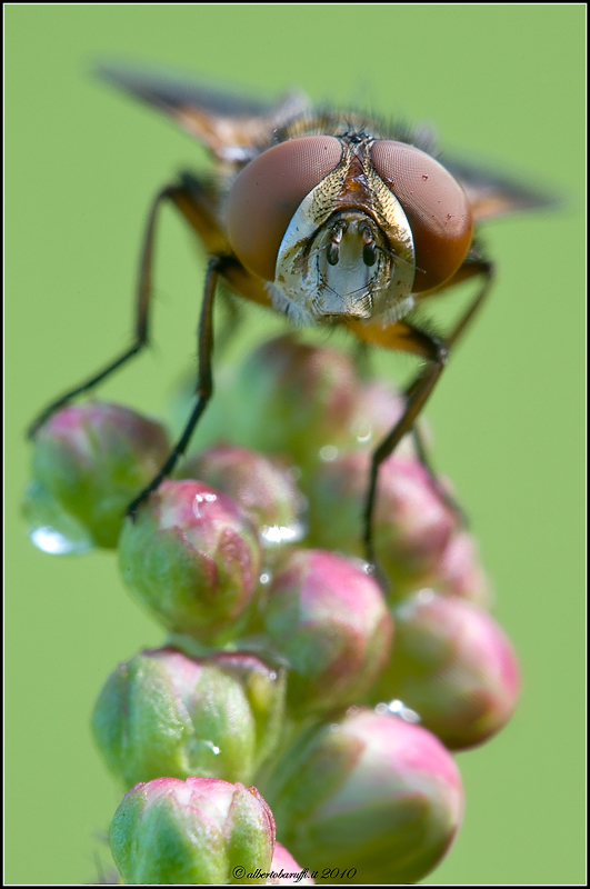 Ritratto di Tachinidae Ectophasia sp. (forse)