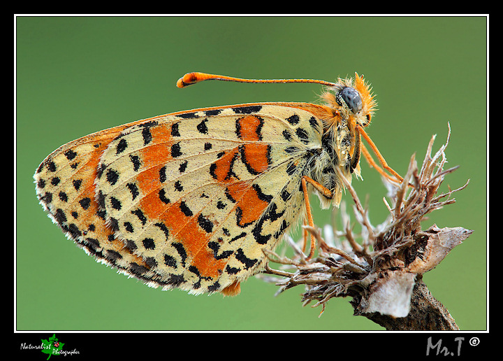 ...Melitaea...