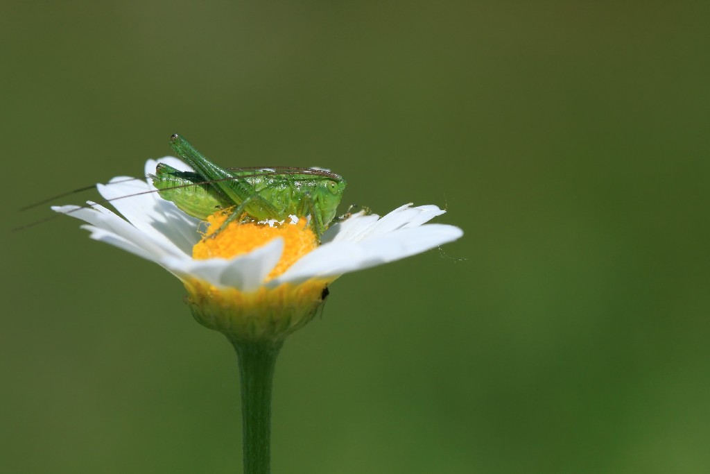 da grande voglio fare la farfalla!!