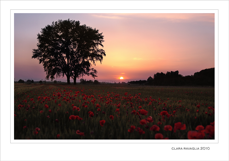 Papaveri di citt�...