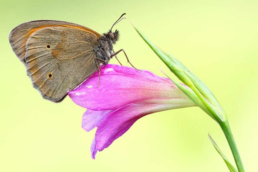 Maniola jurtina su fiore