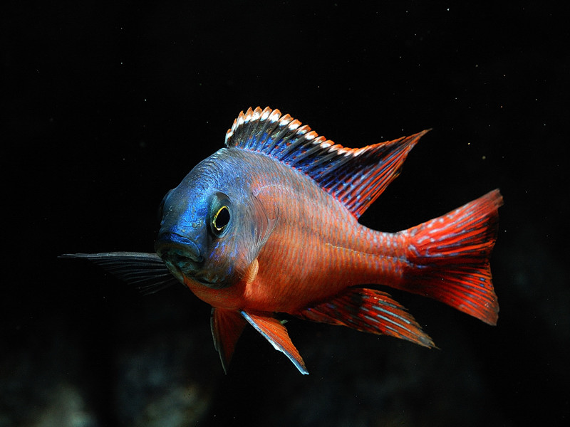 Protomelas taeniolatus Namalenje is.