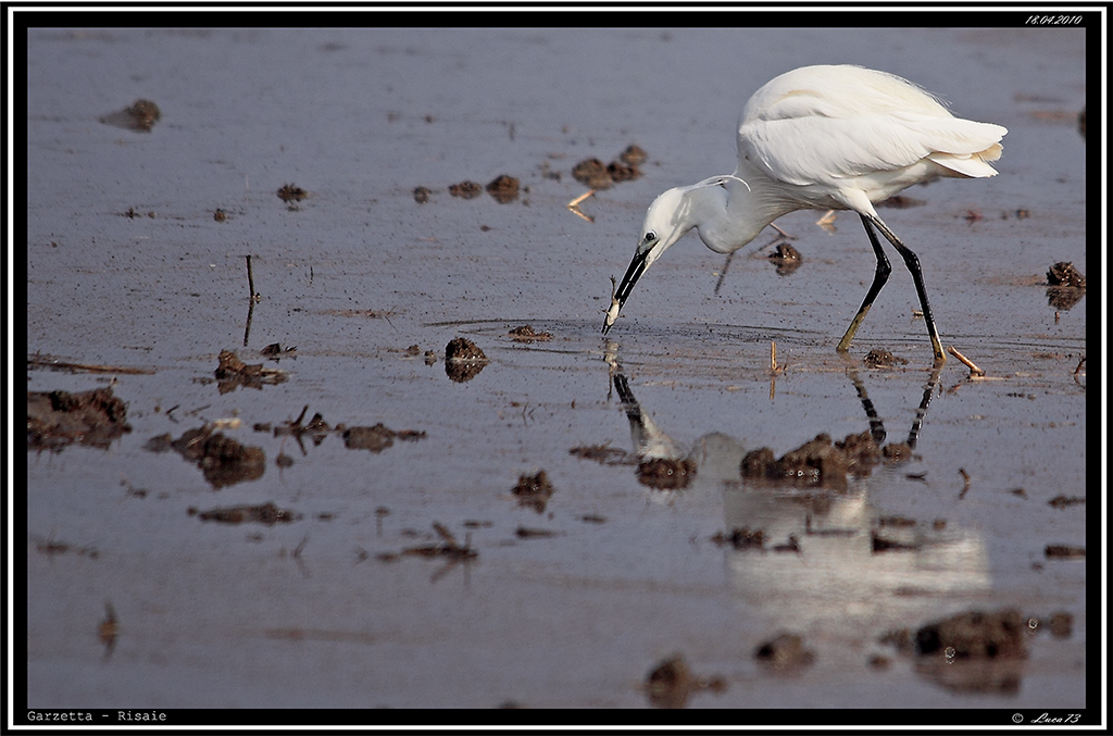 Garzetta # 5