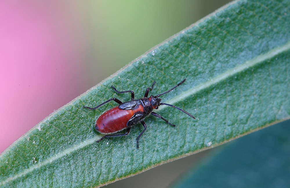 ...Di Traverso...!!!