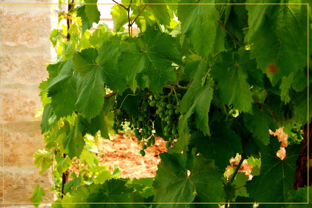 Sotto la vigna