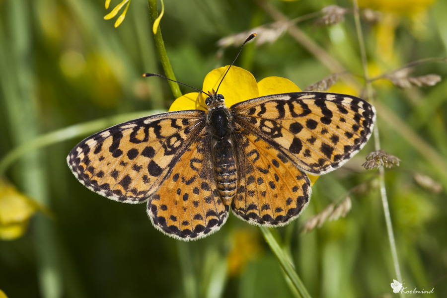 Una Boloria a troppo sole