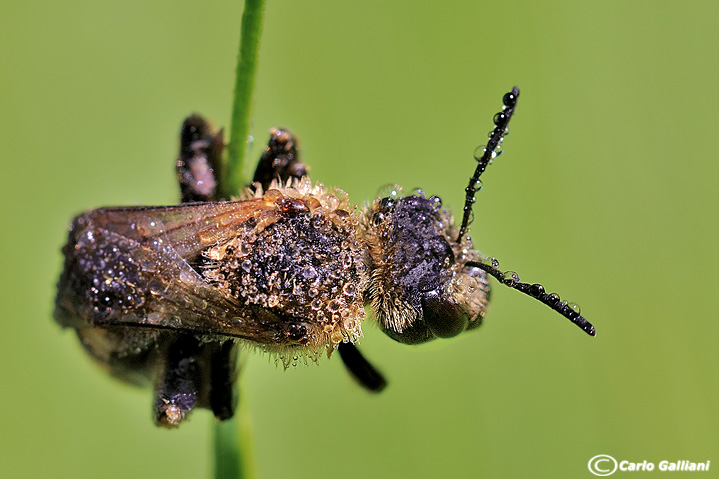 Ricoperto da rugiada
