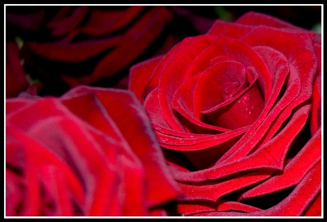 Rose rosse per TE