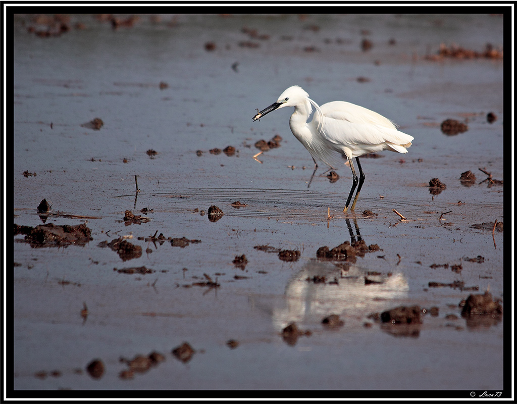 Garzetta # 6 - con preda