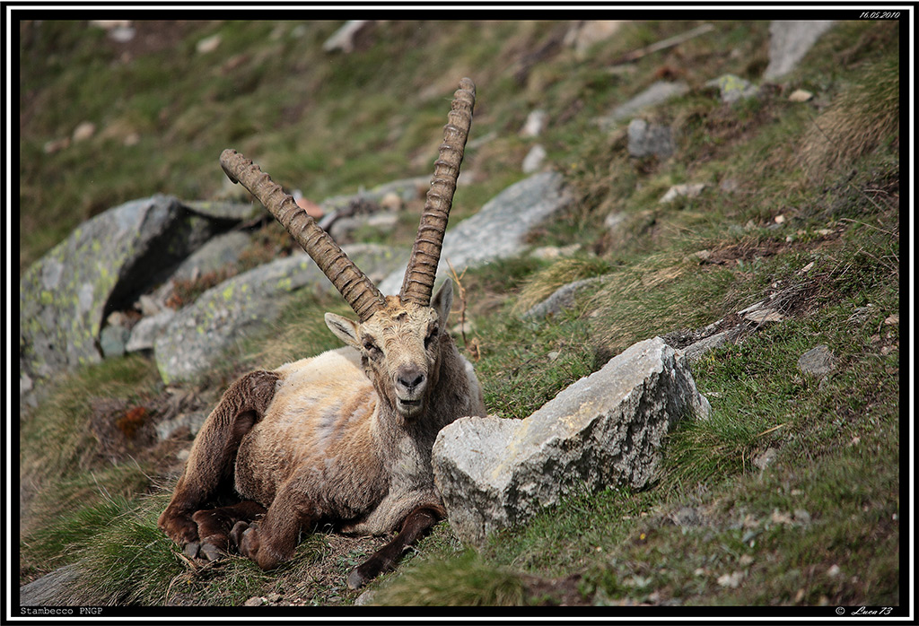 Stambecco PNGP # 3
