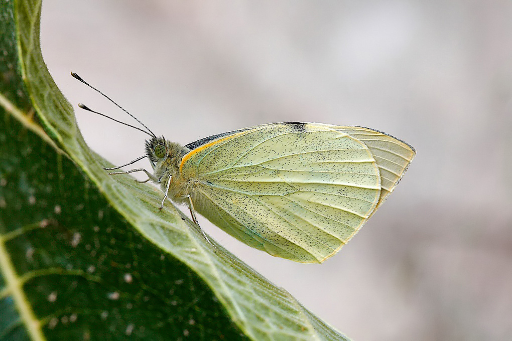 ...Sotto La Foglia Di Fico...!!!