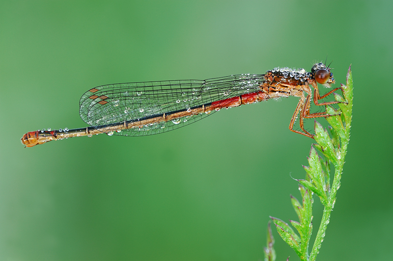 Damigella con mille bollicine