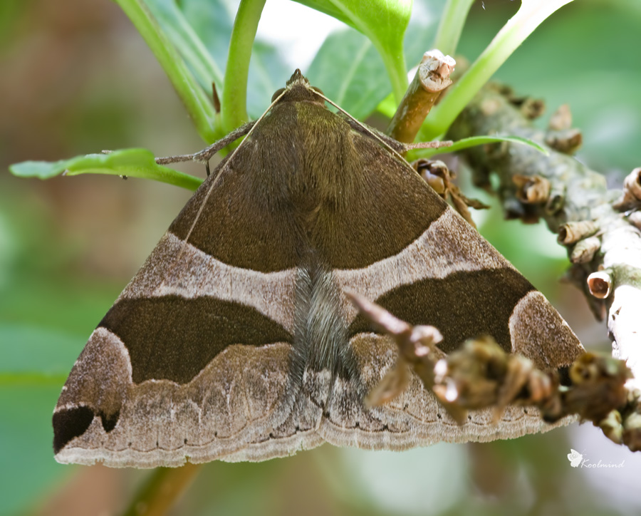 Tra le fresche frasche