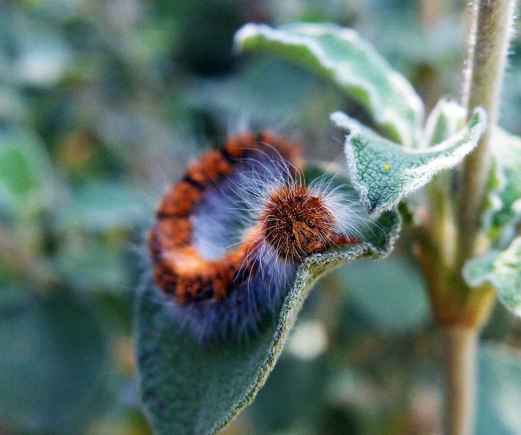 Bruco peloso
