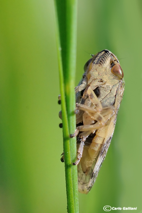 Philareus spumaria da vicino