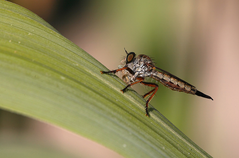 ...Il Profilo Del Killer...!!!
