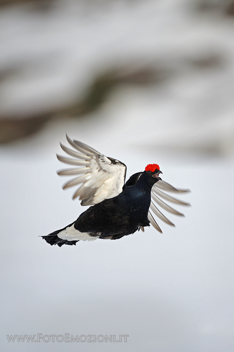 Volo del Gallo Forcello