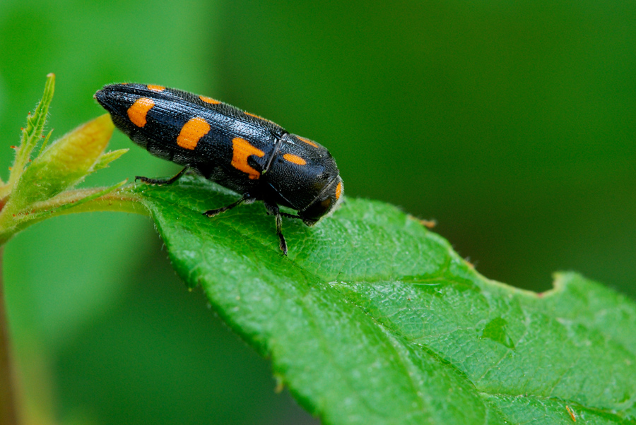 Cicadella strana strana