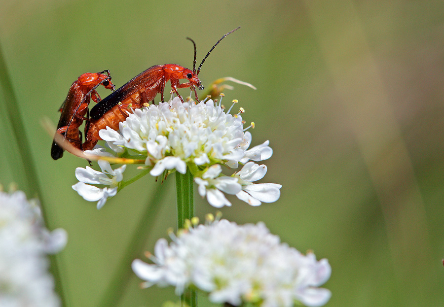 Qualcuno sa dirmi di che specie si tratta?