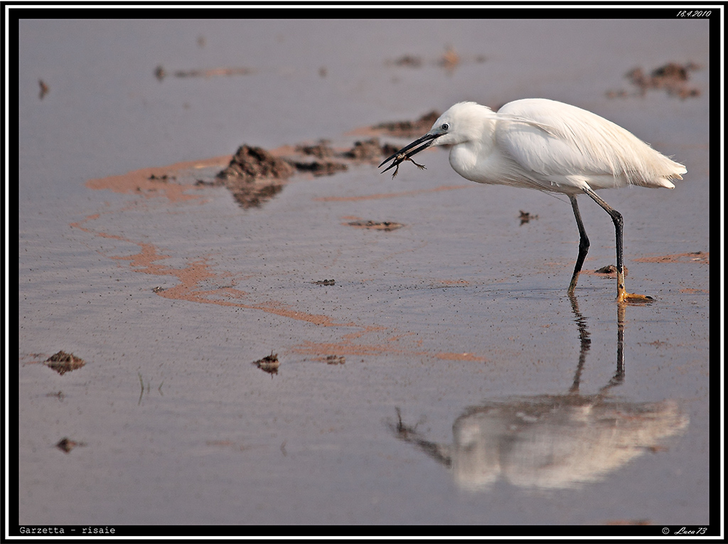 Garzetta # 7 - con preda