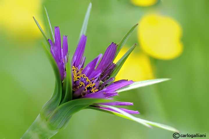 Tragopogon