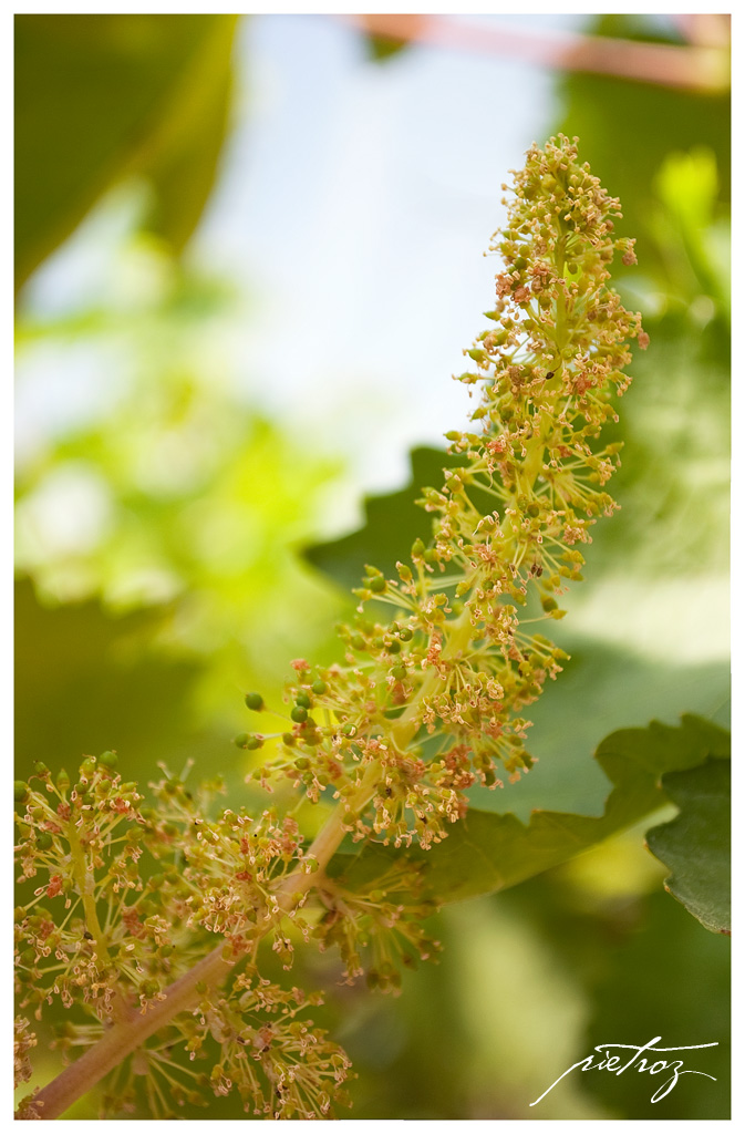 Grappolo d'uva fiorito