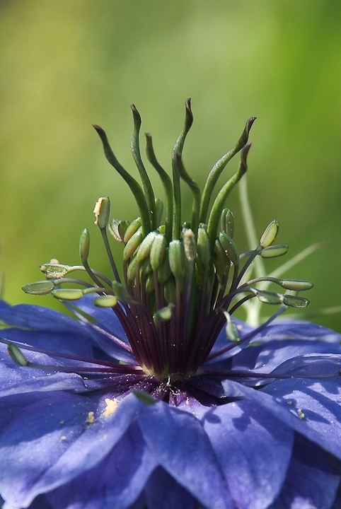 un diavolo per capello