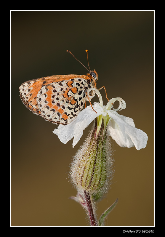 ...Melitea con fiore...