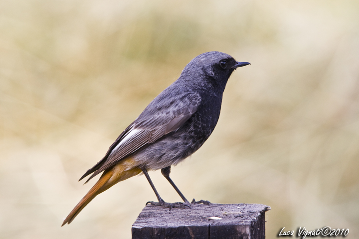 codirosso spazzacamino 3