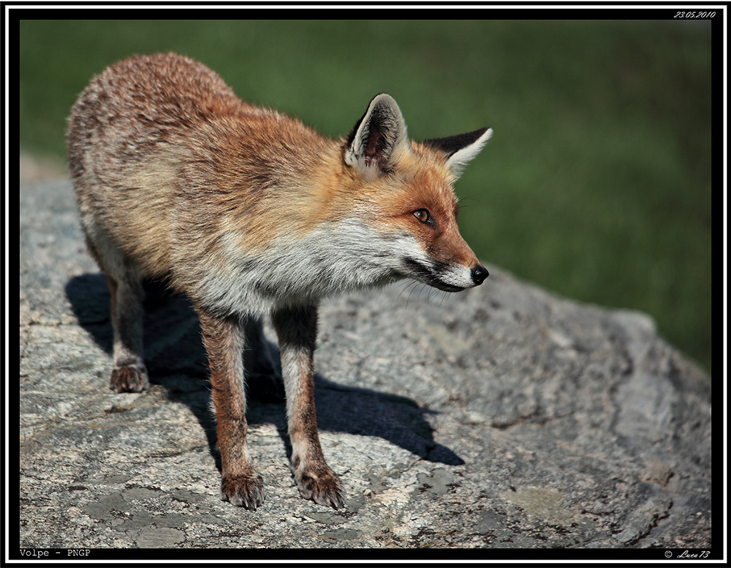 Volpe PNGP # 2