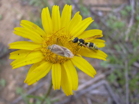 fiore pranzo per due