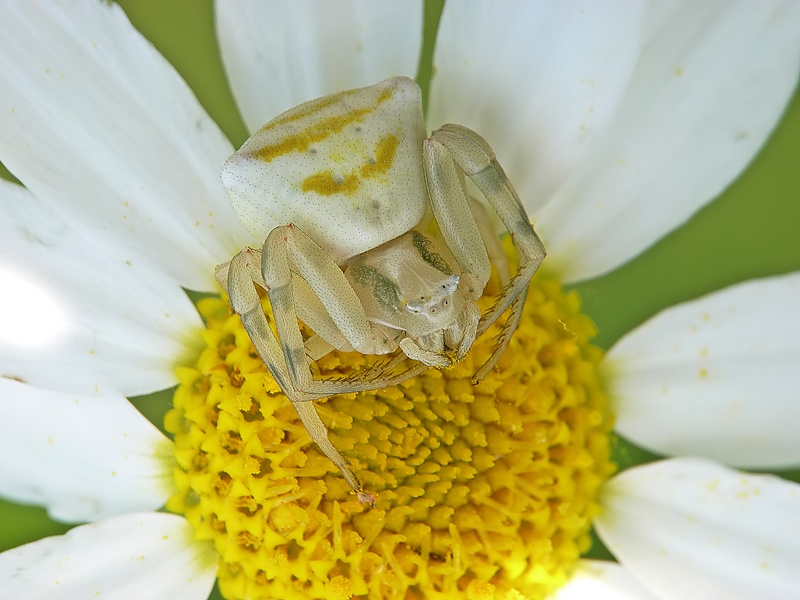 ragno granchio su margherita