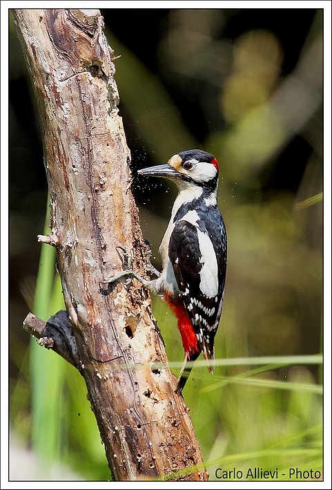 Picchio rosso maggiore