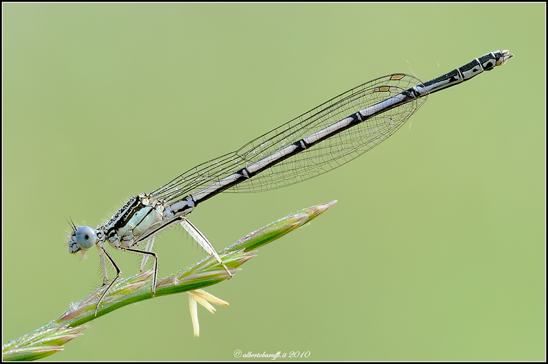 Platycnemis Pennipes Femmina