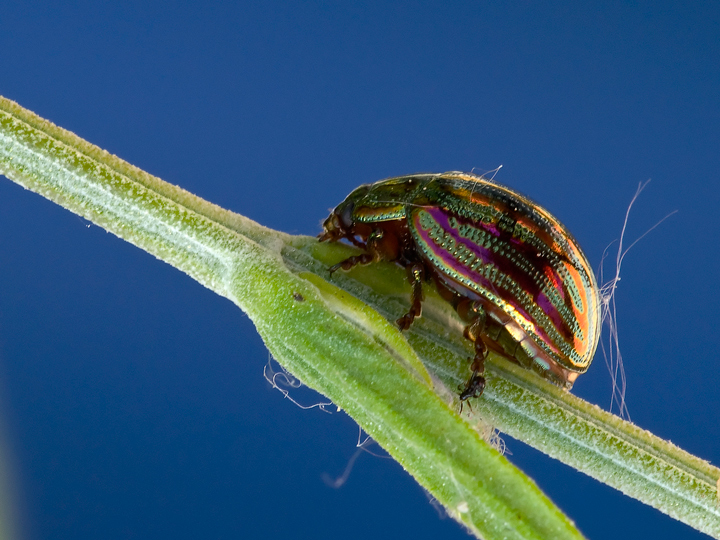 coleottero multicolore