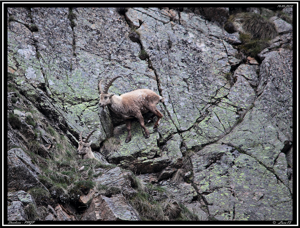 Stambecco PNGP # 4 - Free Climbing